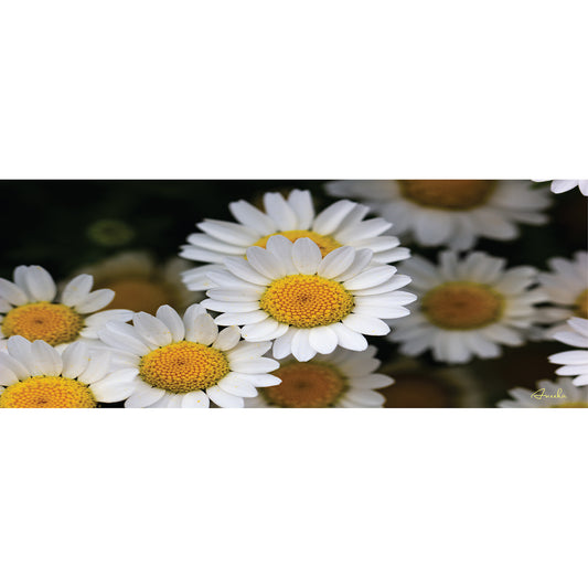 Serenity | Cotton Scarf