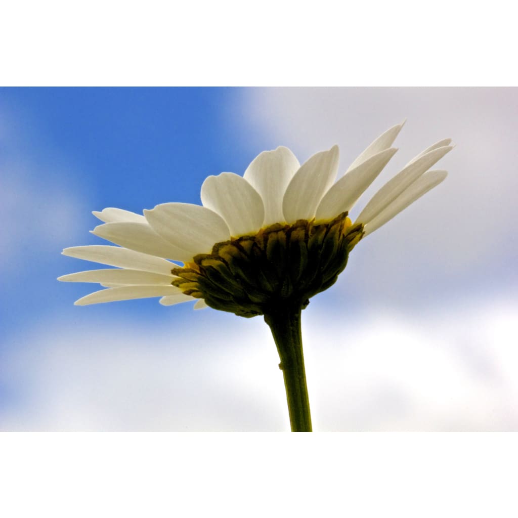 Daisy In The Sky | White Daisy - Pure Silk Floral Designer Scarf - Silk Scarf